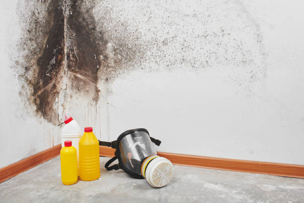 Best Emergency Mold Removal  in St James, NY