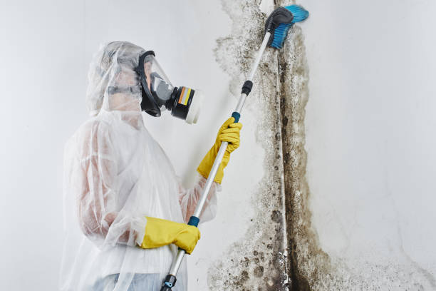 Best Commercial Mold Removal  in St James, NY