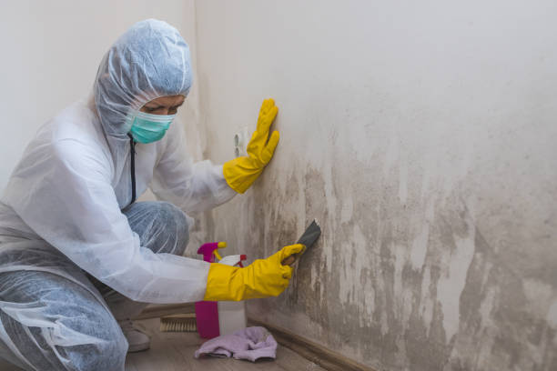 Best Crawl Space Mold Removal  in St James, NY