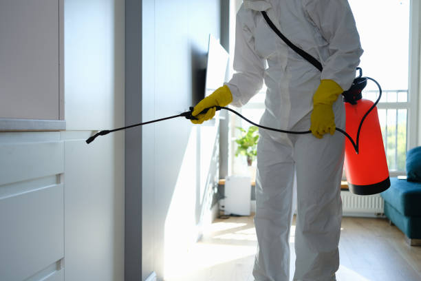 Best Home Mold Removal  in St James, NY