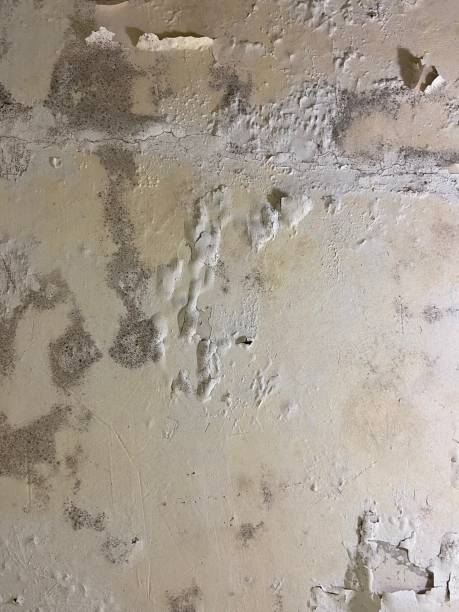 Mold Testing and Removal in St James, NY