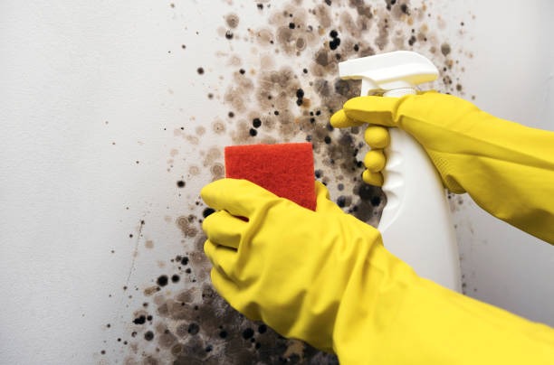Best Mold Remediation  in St James, NY