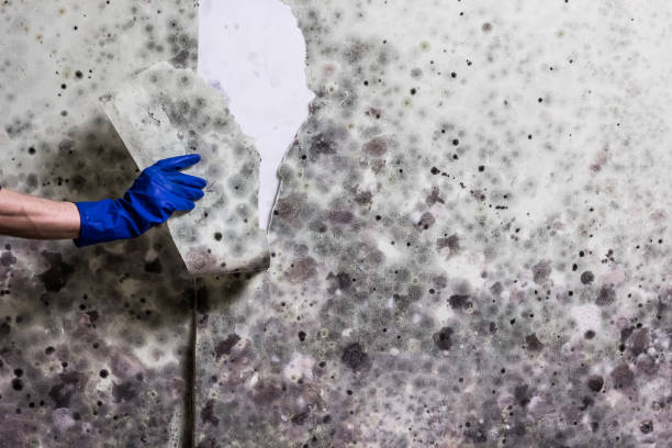 Best Professional Mold Removal  in St James, NY
